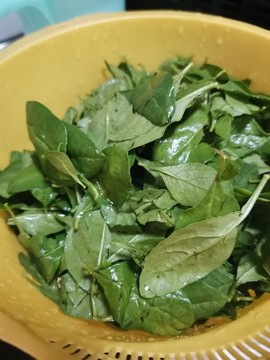 枸杞葉