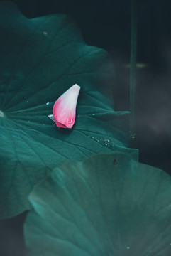 荷葉與花瓣