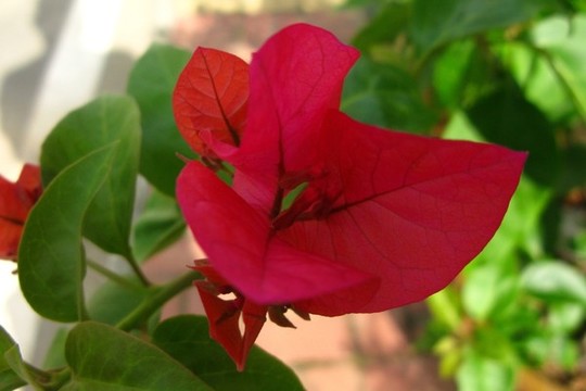 葉子花