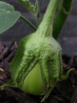 茄