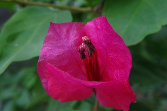 葉子花