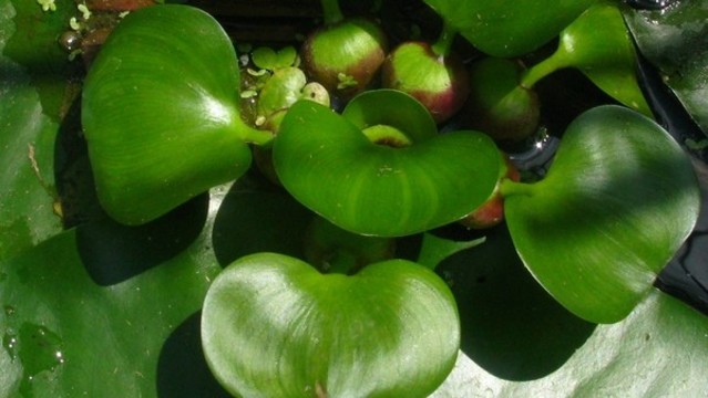 鳳眼藍(lán)