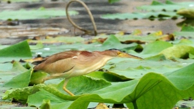 黃葦鳽