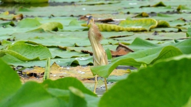 黃葦鳽