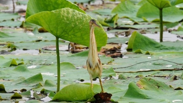 黃葦鳽