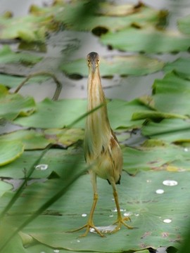黃葦鳽