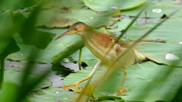 黃葦鳽