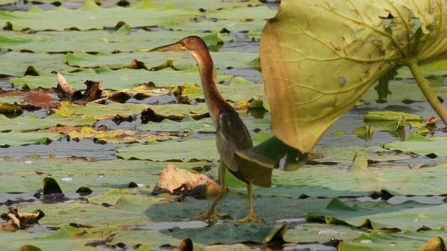 黃葦鳽