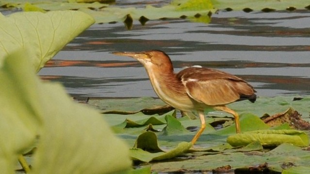 黃葦鳽