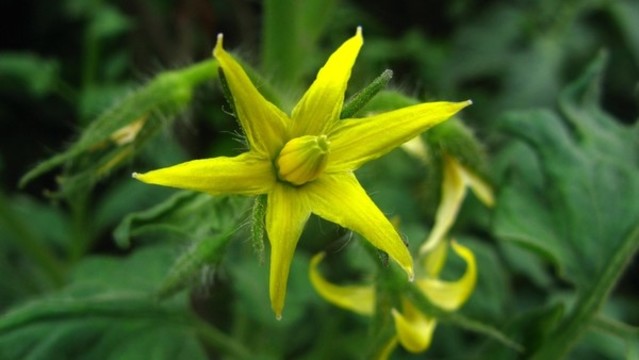番茄