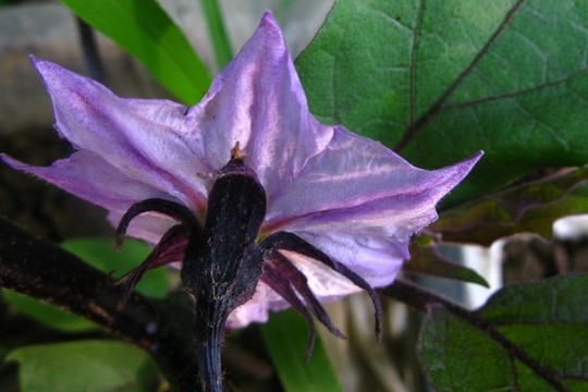 茄