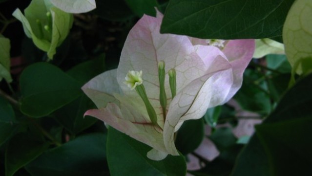 葉子花
