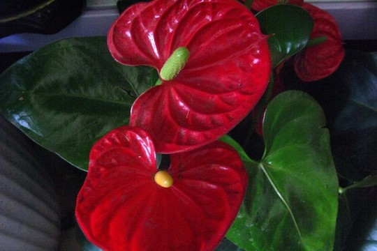 花燭