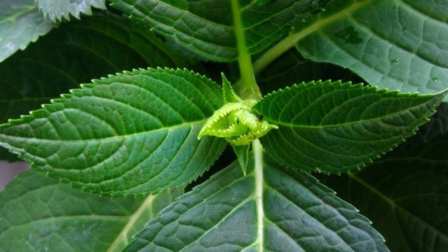 繡球花