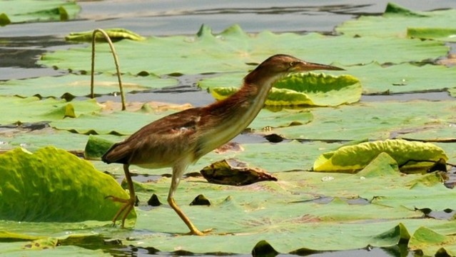 黃葦鳽