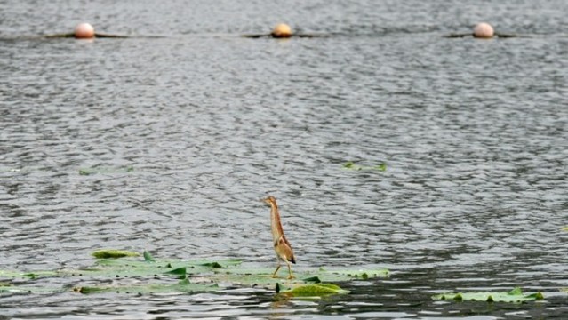黃葦鳽