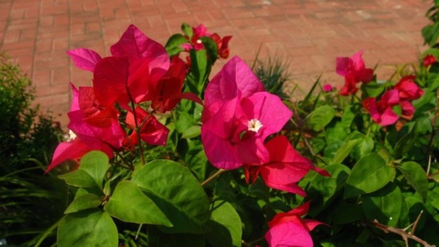 葉子花
