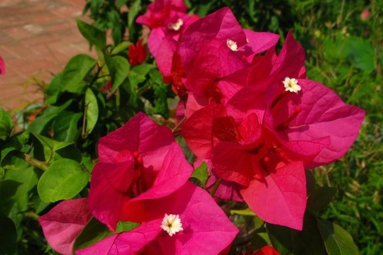 葉子花