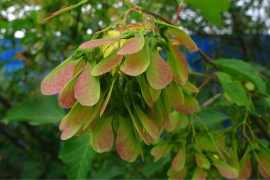 茶條楓