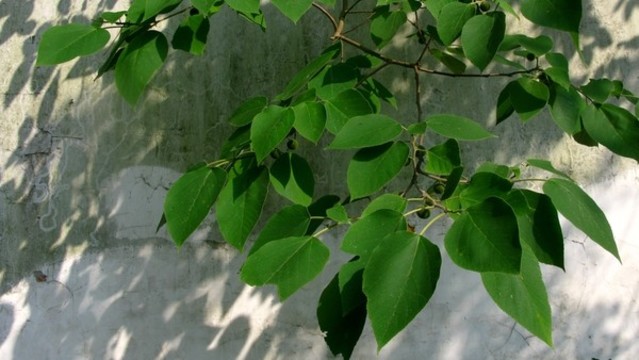 構(gòu)樹