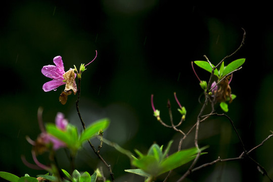 杜鵑花