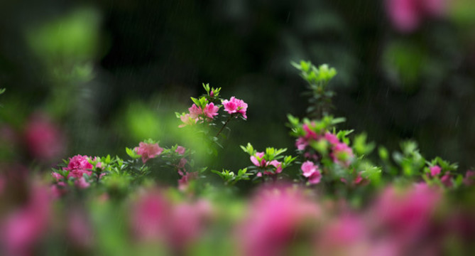 杜鵑花