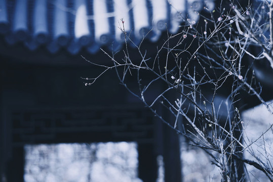 南京梅崗梅花綻放