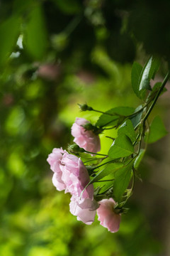 春天粉色薔薇花盛開