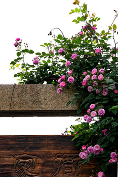 春天薔薇花盛開(kāi)特寫(xiě)