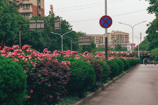 街邊的薔薇花墻