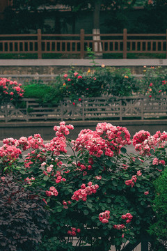 街道上的薔薇花墻