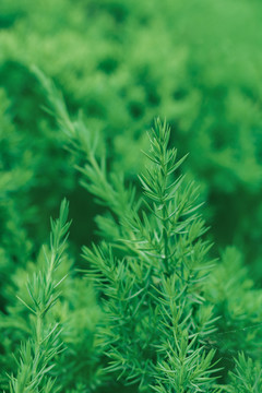 綠色植物柏樹背景