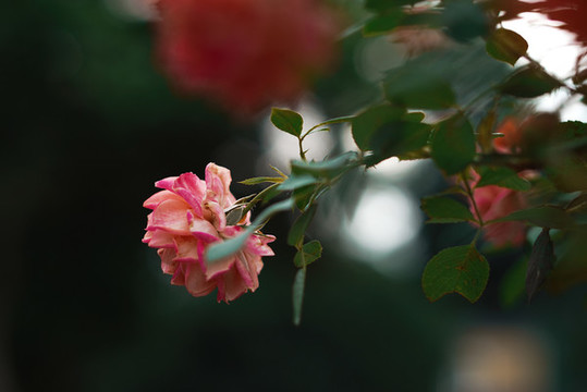 花卉攝影月季花花叢