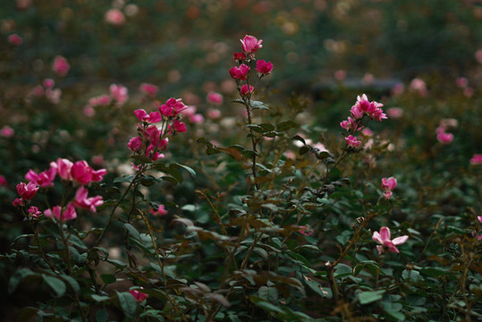 花卉攝影月季花花叢