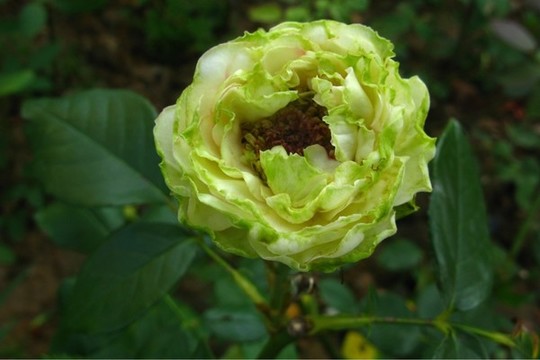 月季花