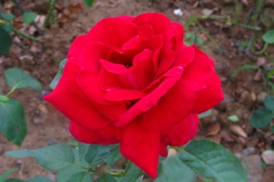 月季花