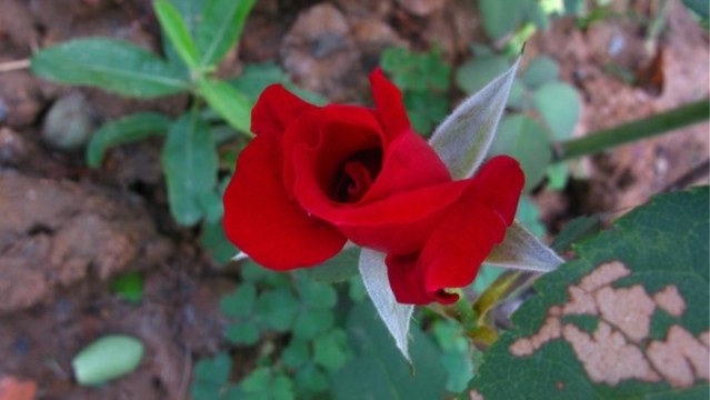 月季花