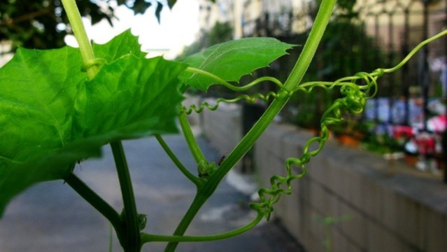 絲瓜