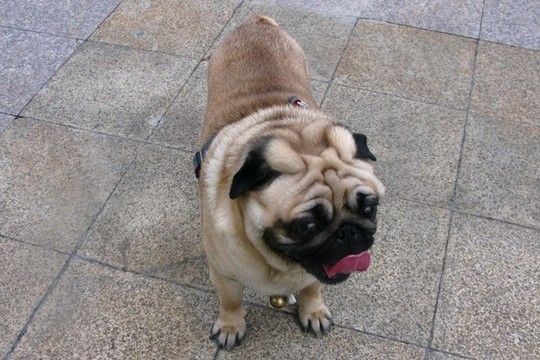 八哥犬