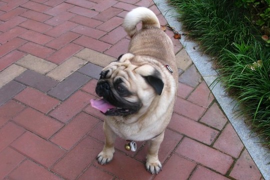 八哥犬