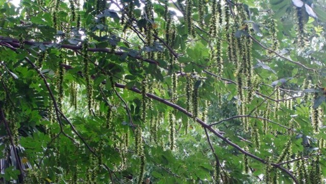 楓楊