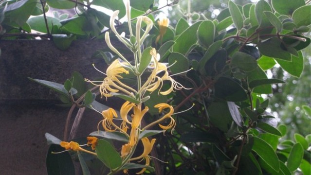 金銀花