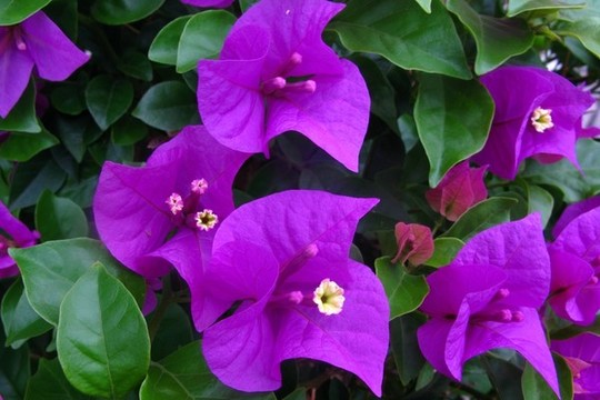 葉子花
