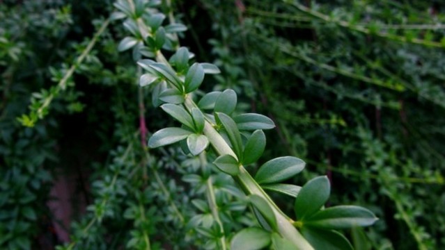 迎春花