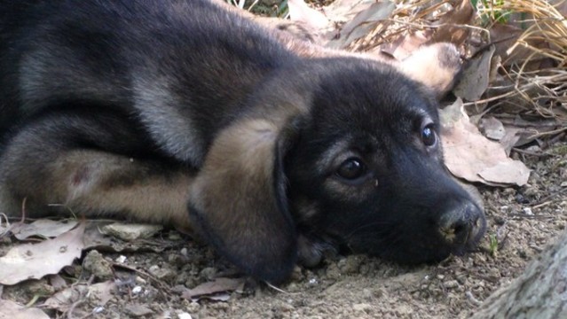 小狗