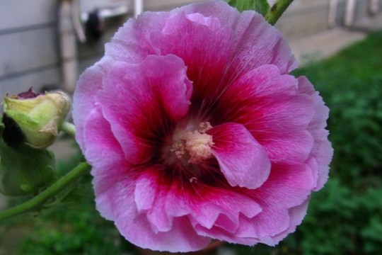 木槿
