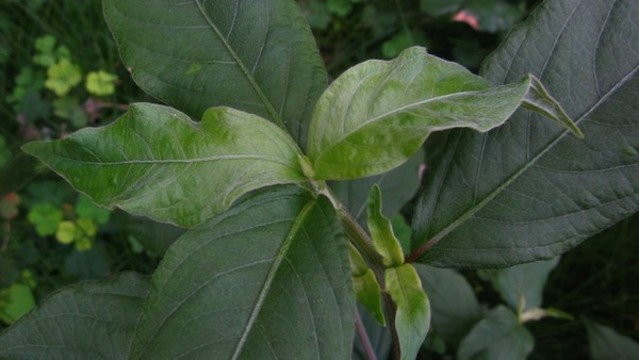 牛膝