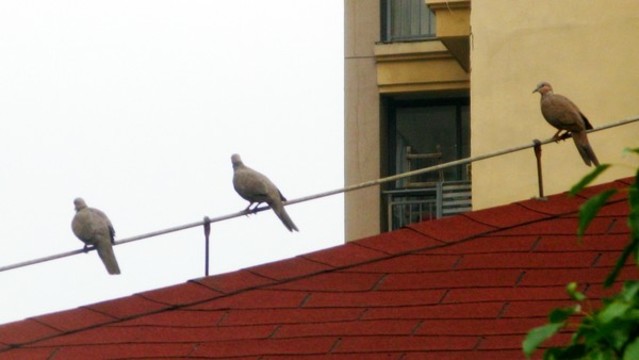 斑鳩