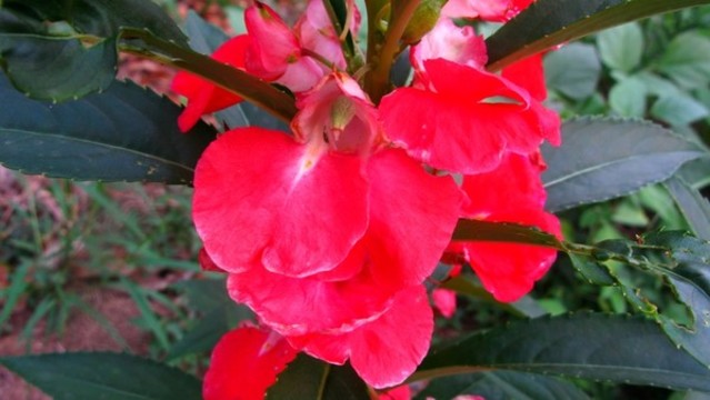 鳳仙花