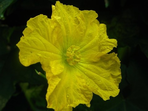 絲瓜花